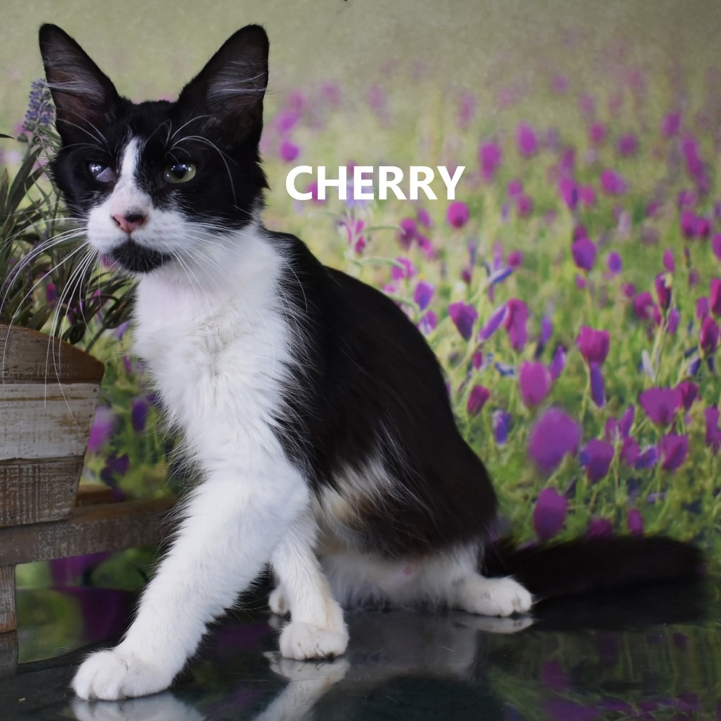 Cherry