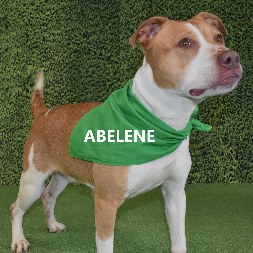 Abelene