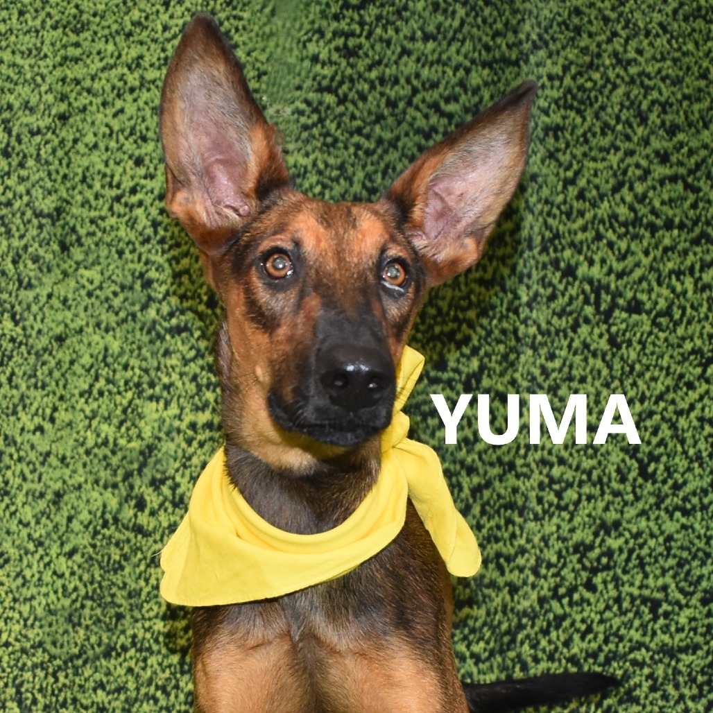 Yuma
