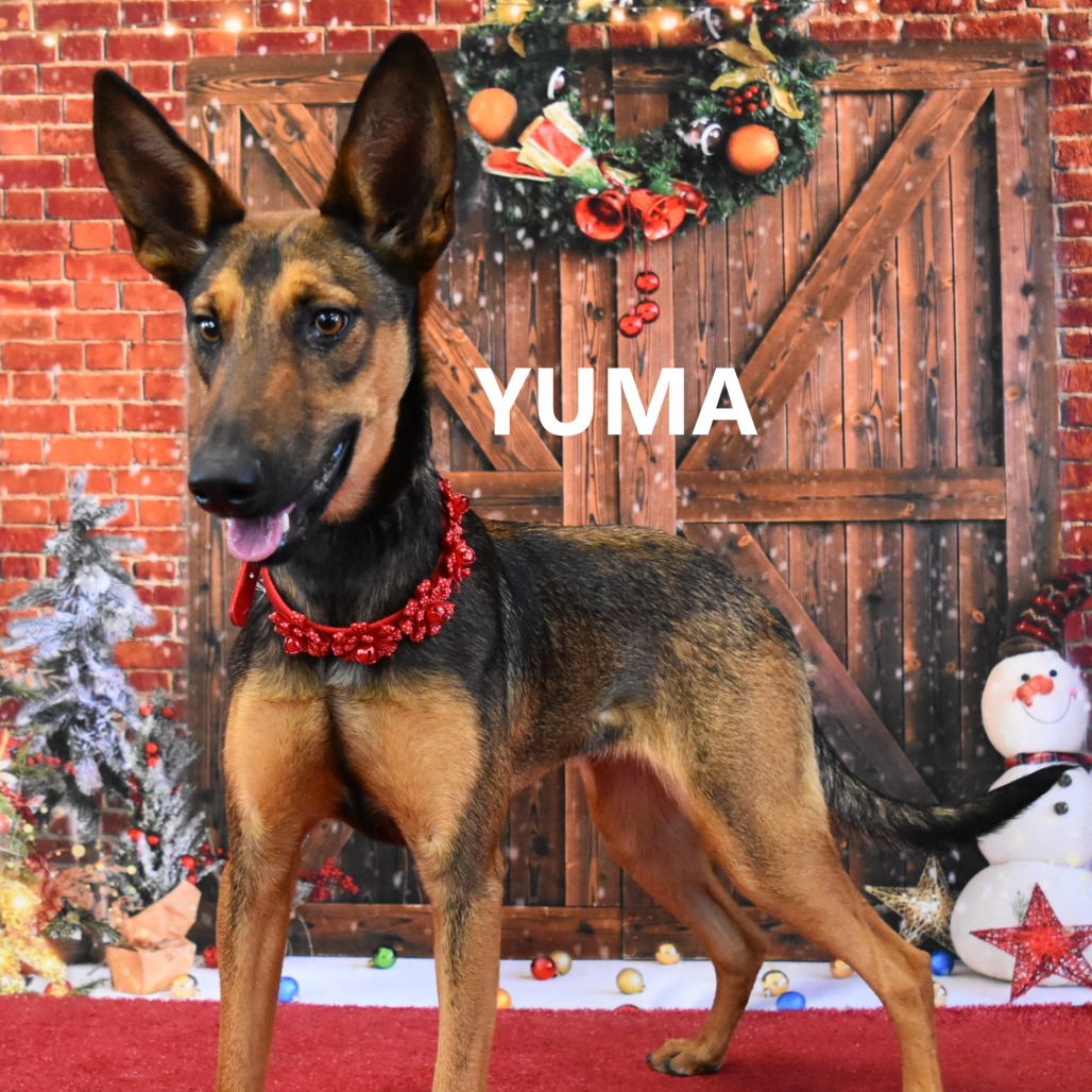 Yuma