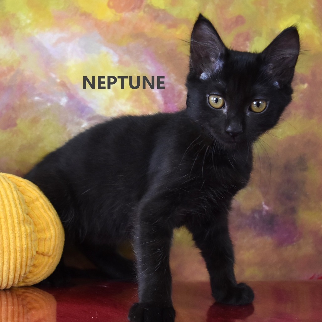 Neptune