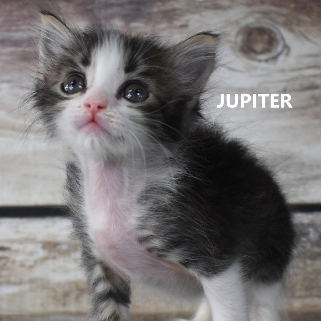 Jupiter