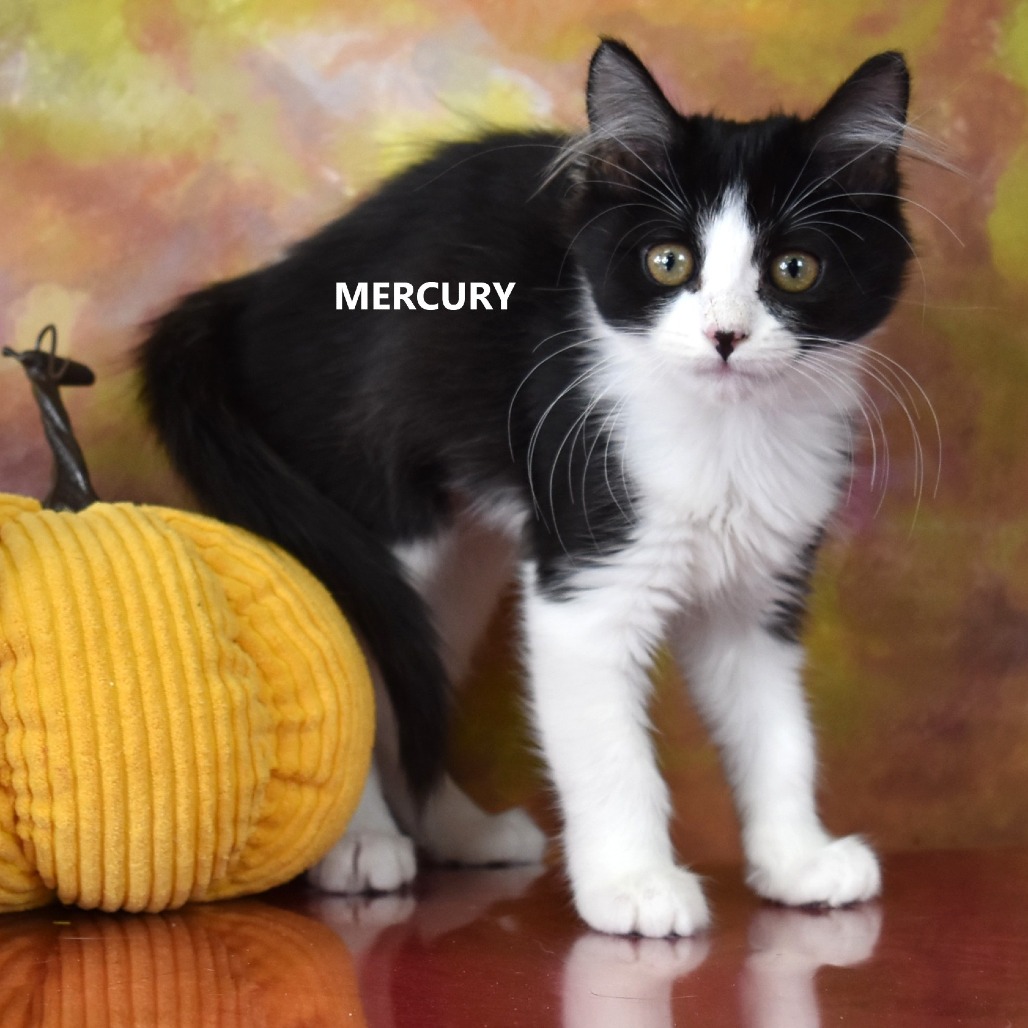 Mercury