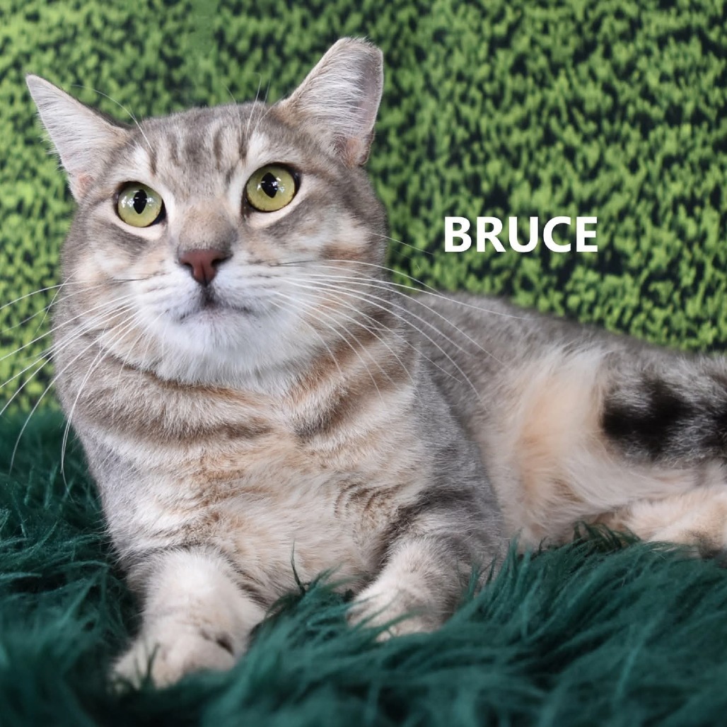 Bruce