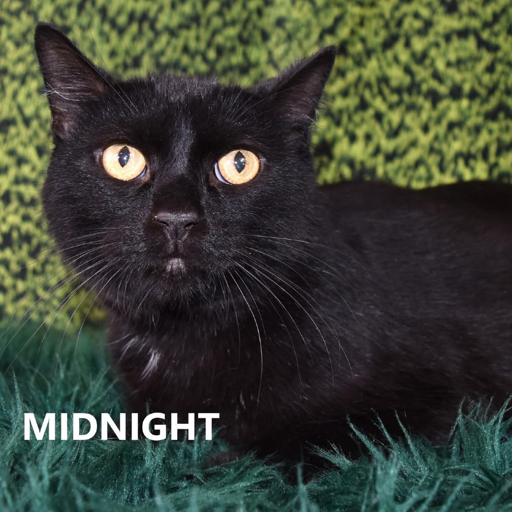 Midnight