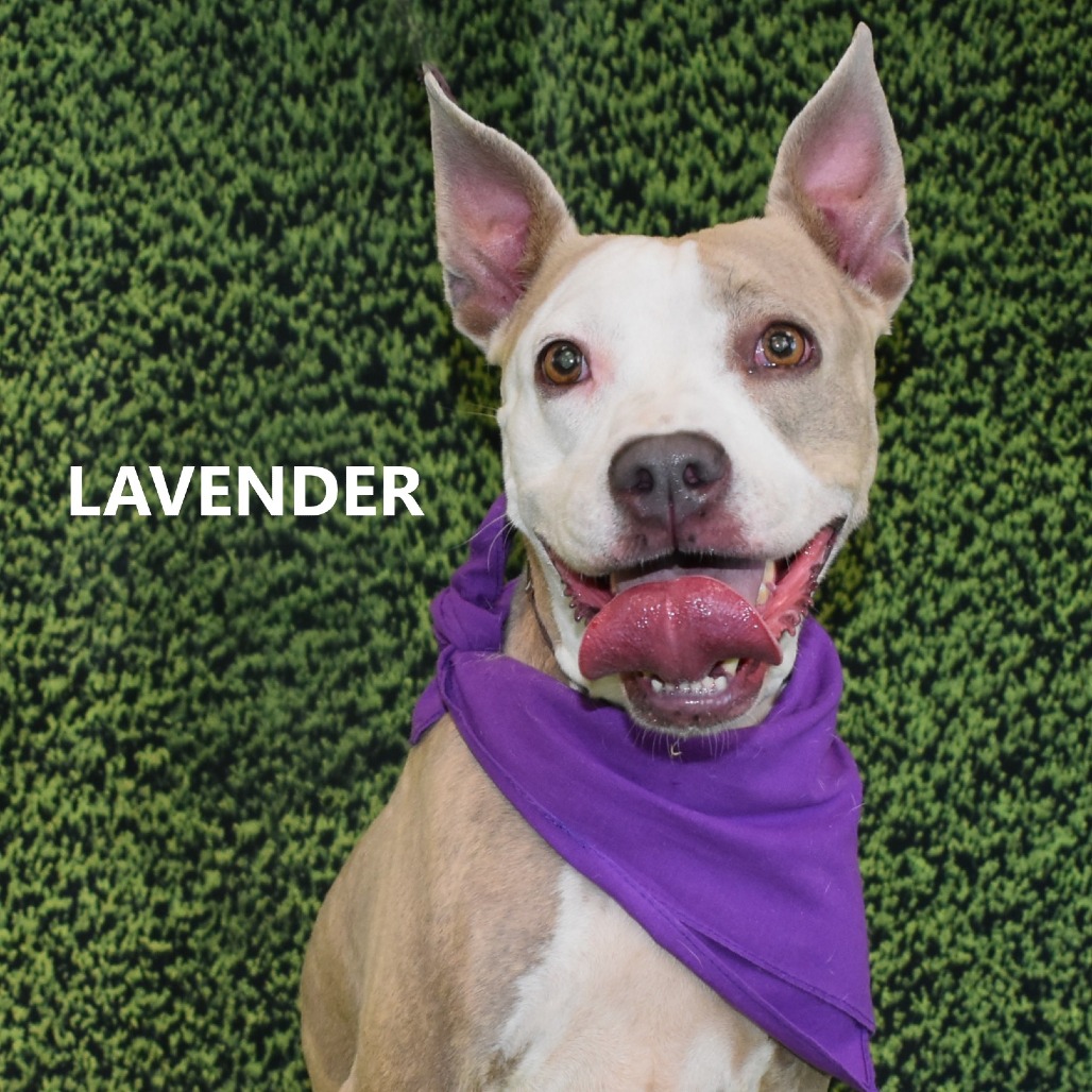Lavender