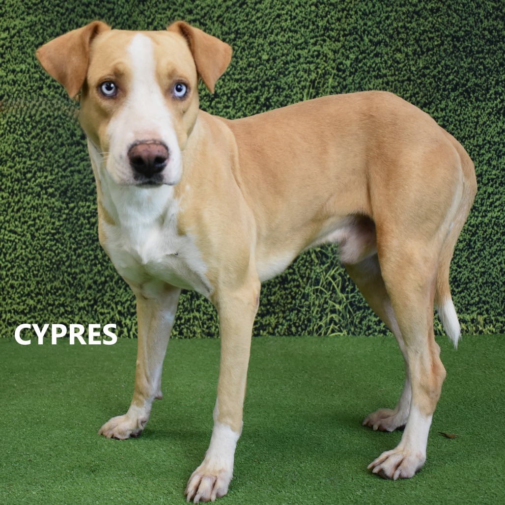 Cypress