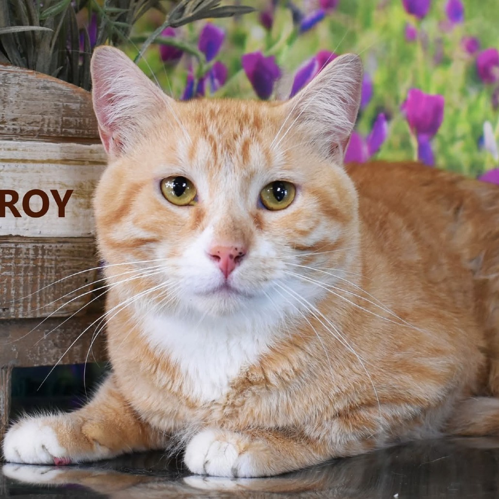 Roy