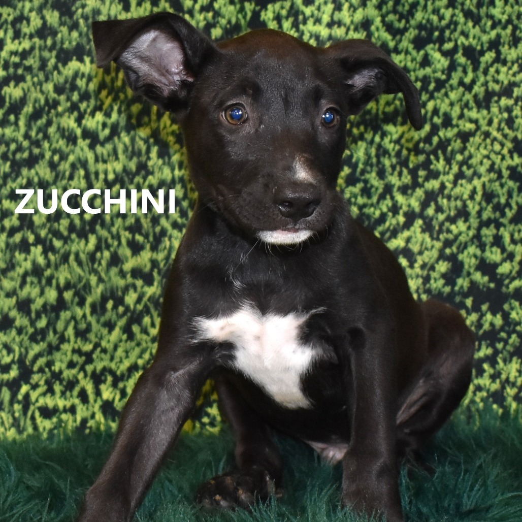 Zucchini 