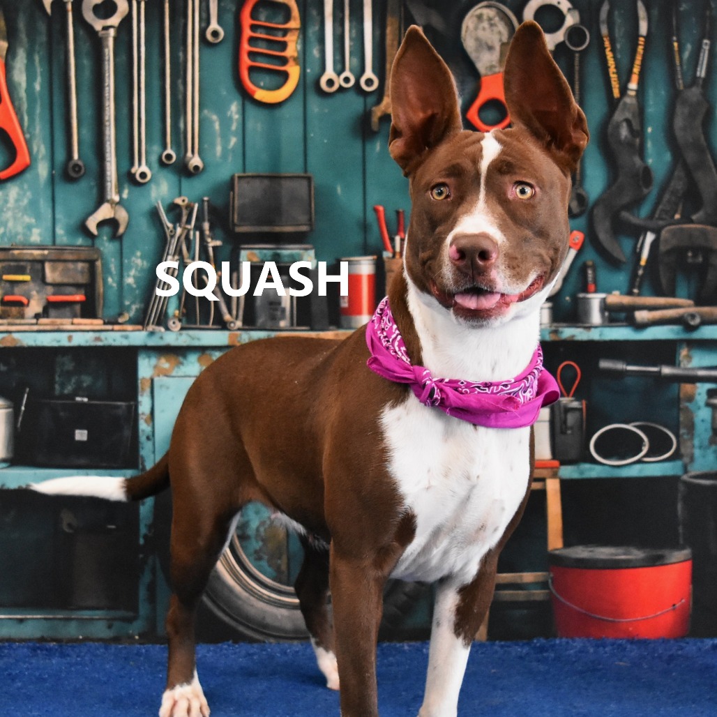 Squash 