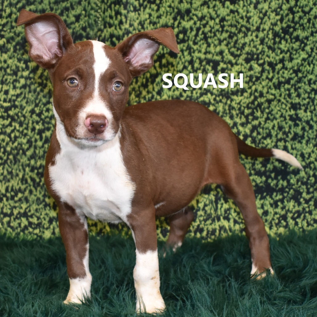 Squash 