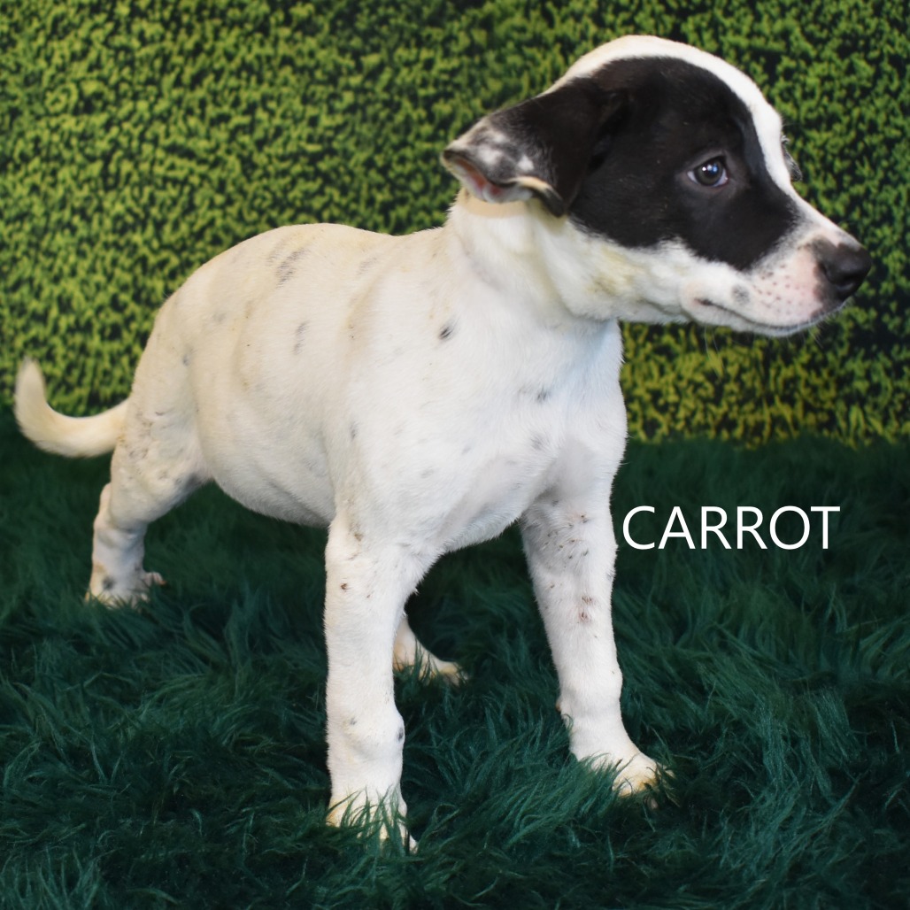 Carrot/Acorn