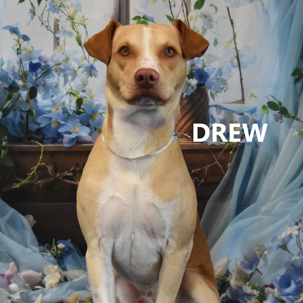 Drew