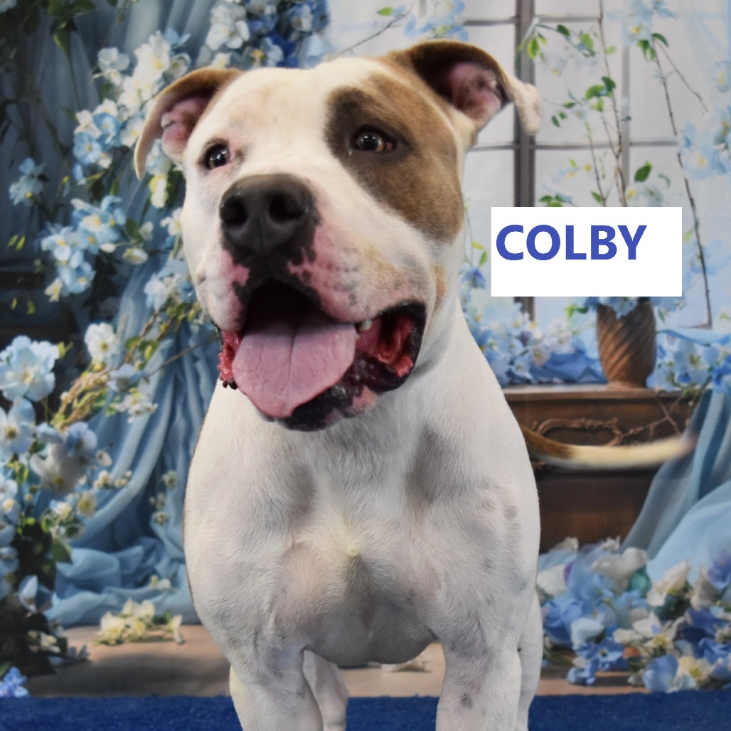 Colby