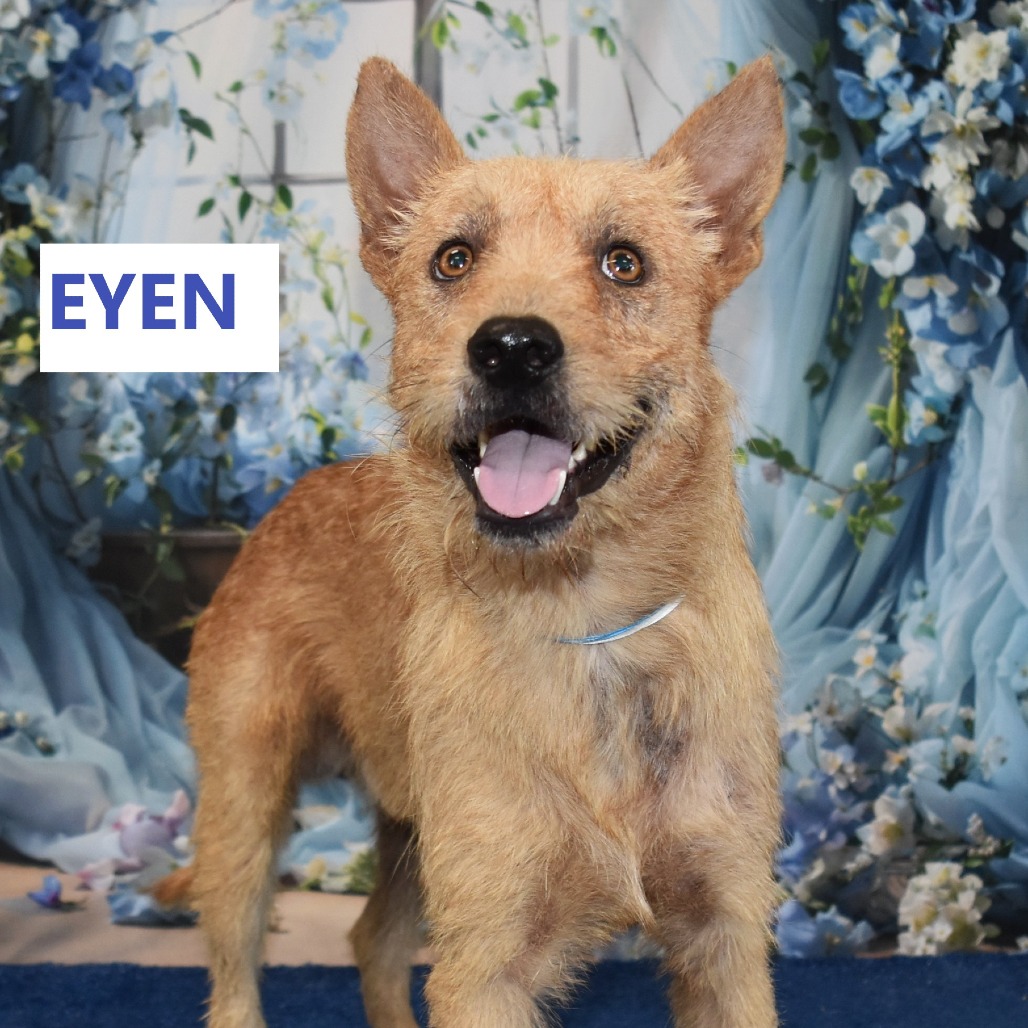 Eyen