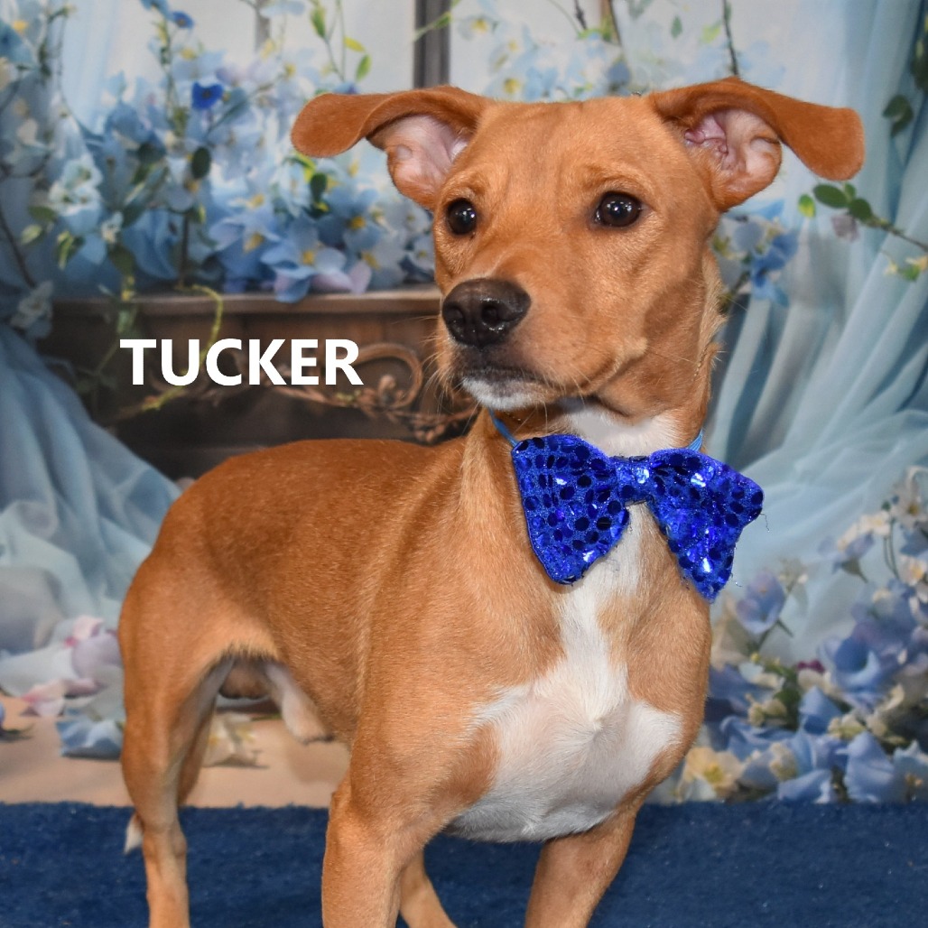 Tucker