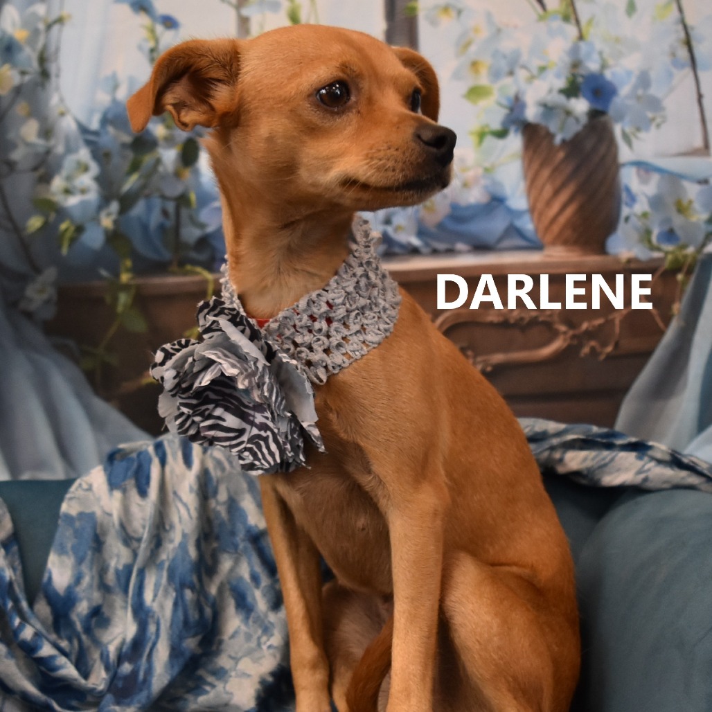Darlene