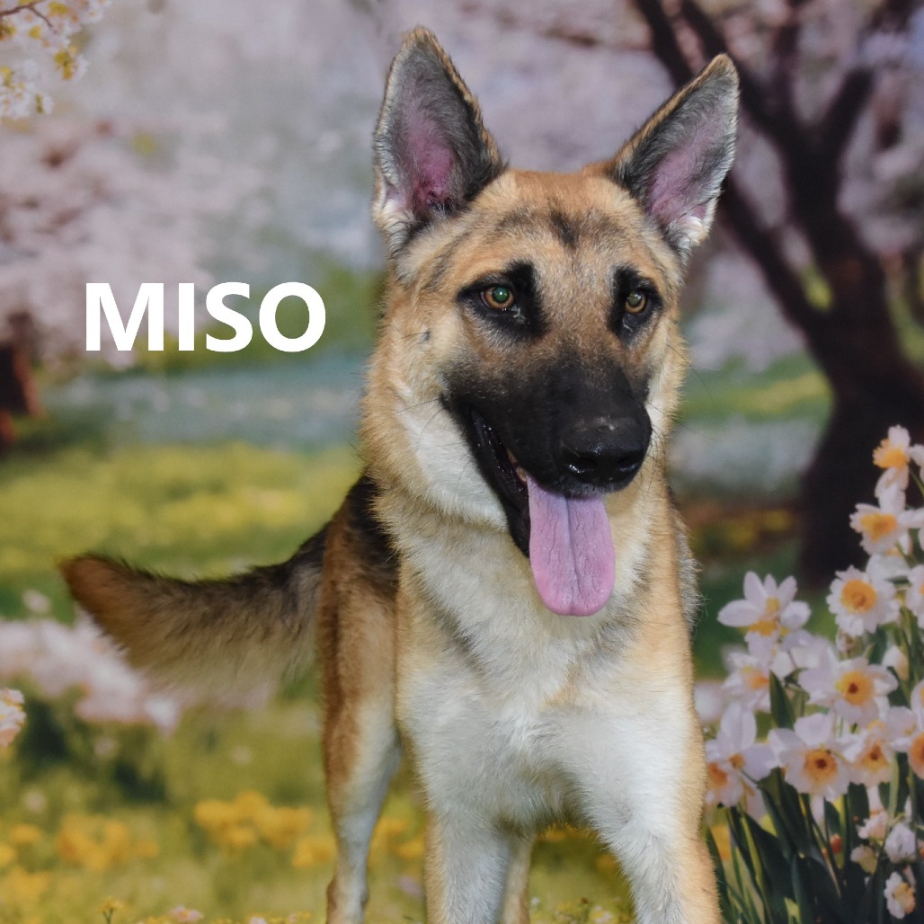 Miso