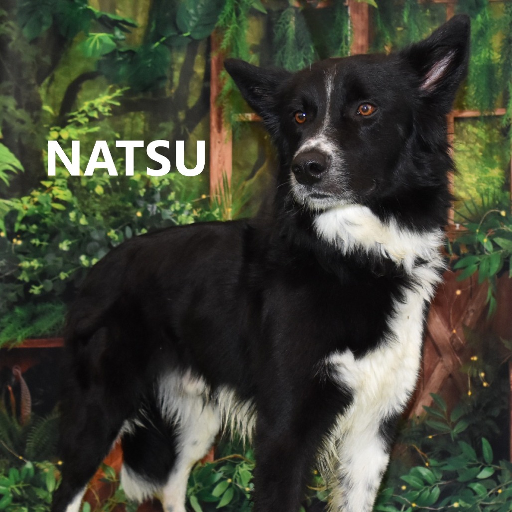 Natsu
