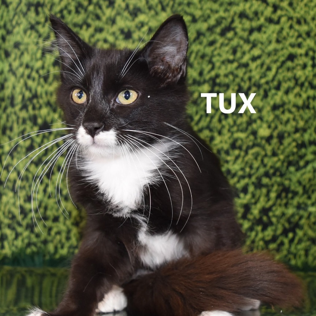 Tux