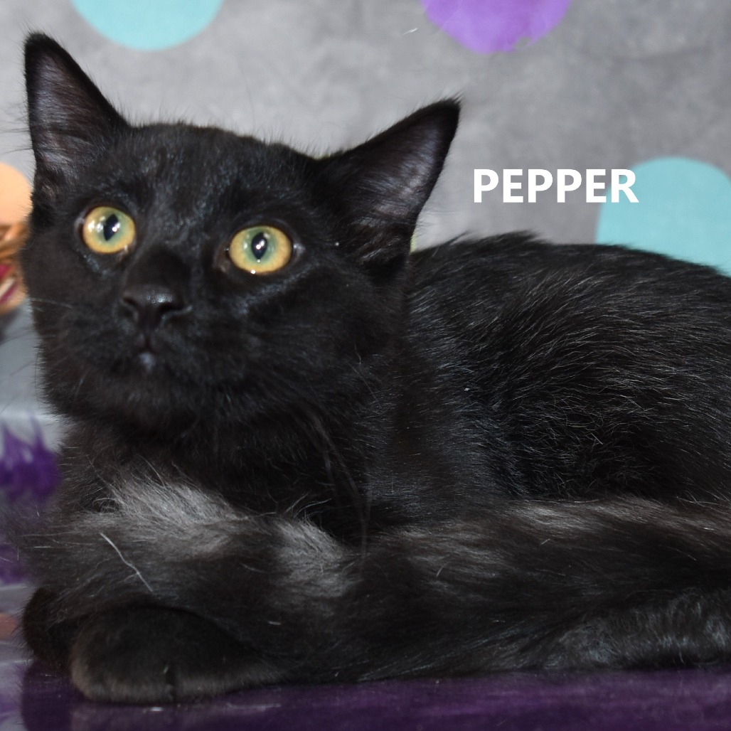 Pepper