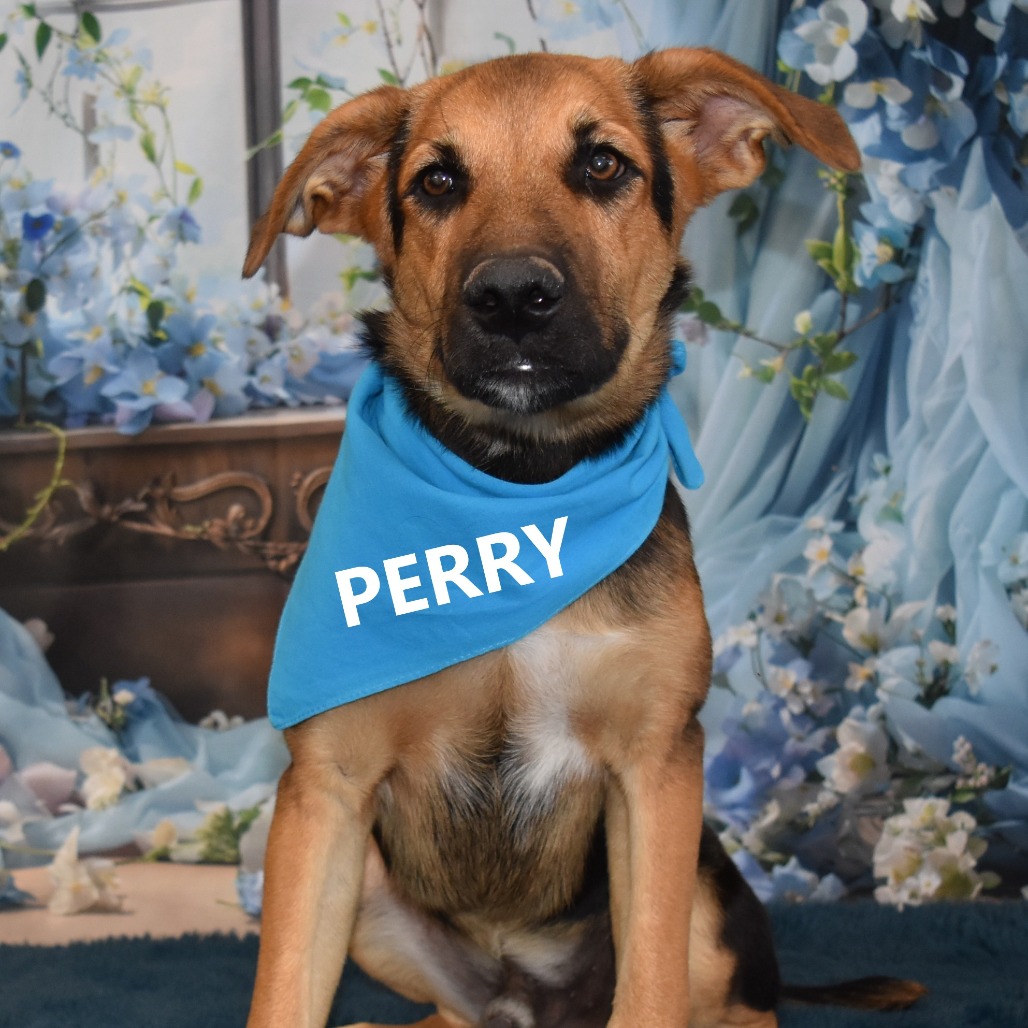 Perry