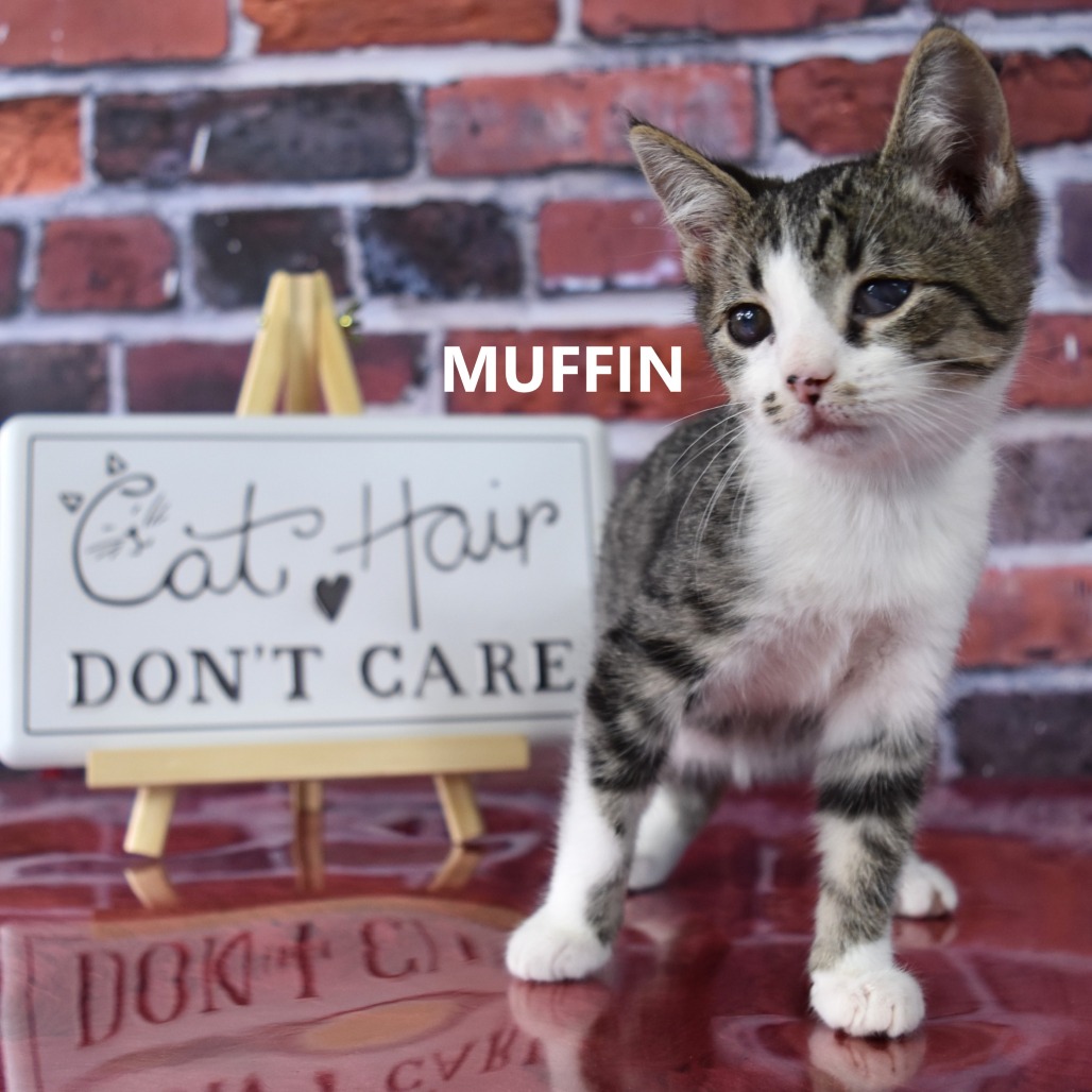 Muffin