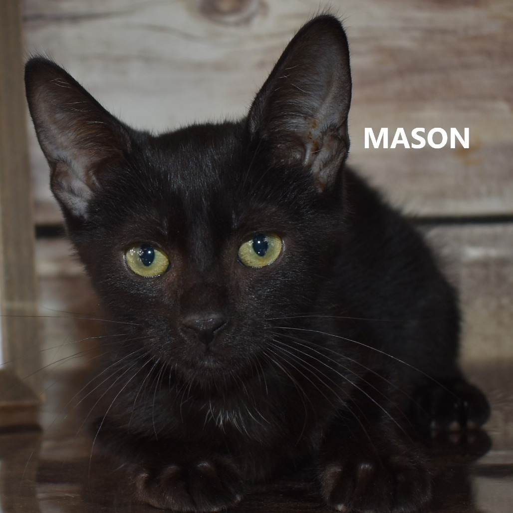Mason