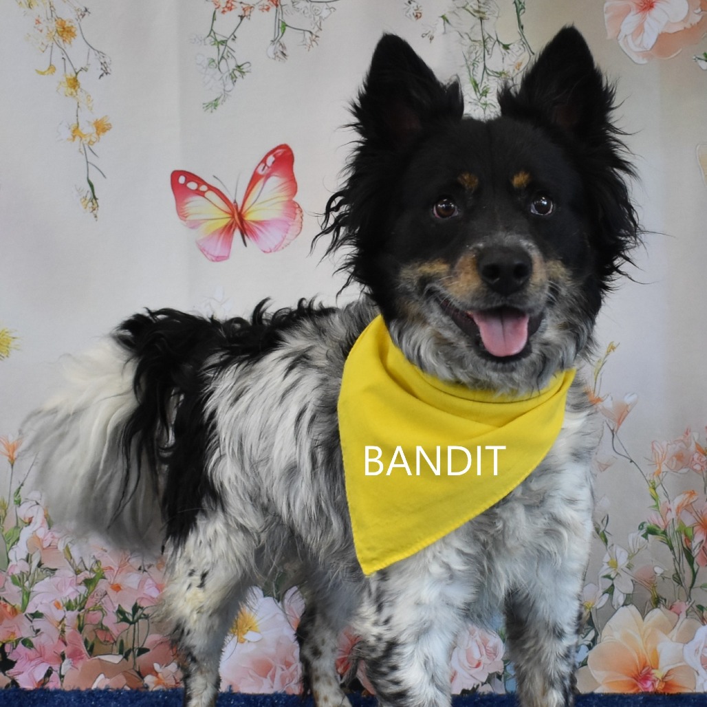 Bandit