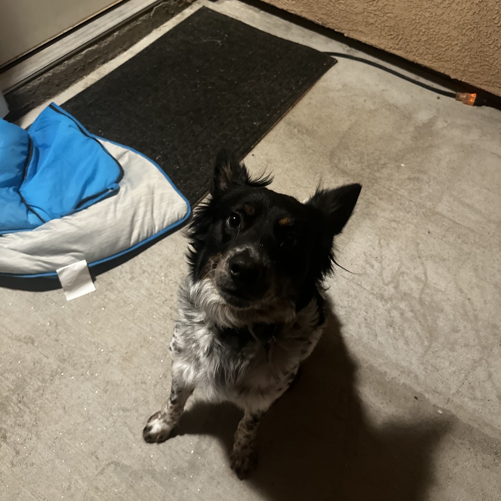 Bandit