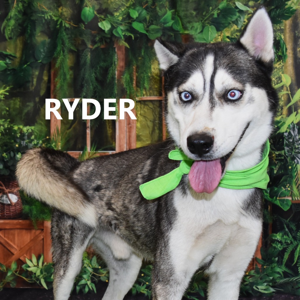 Ryder