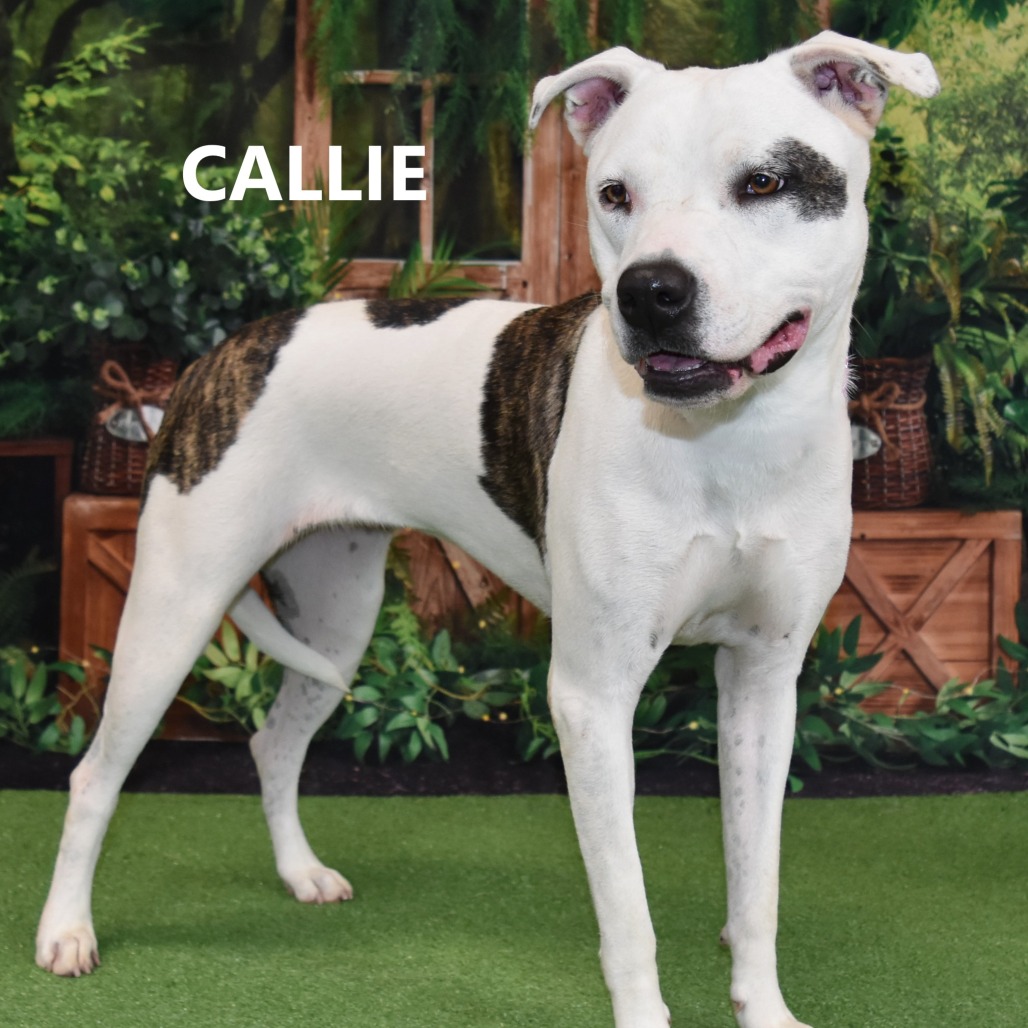 Callie