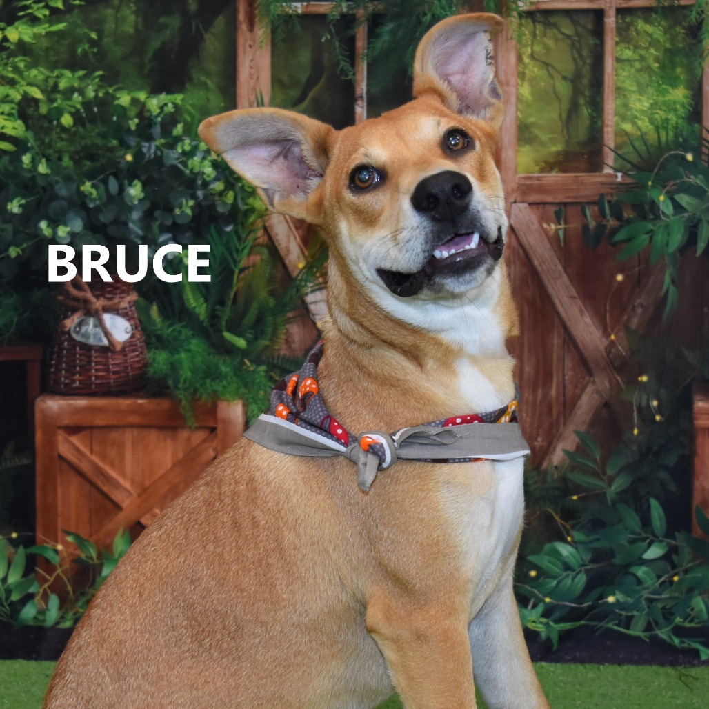 Bruce