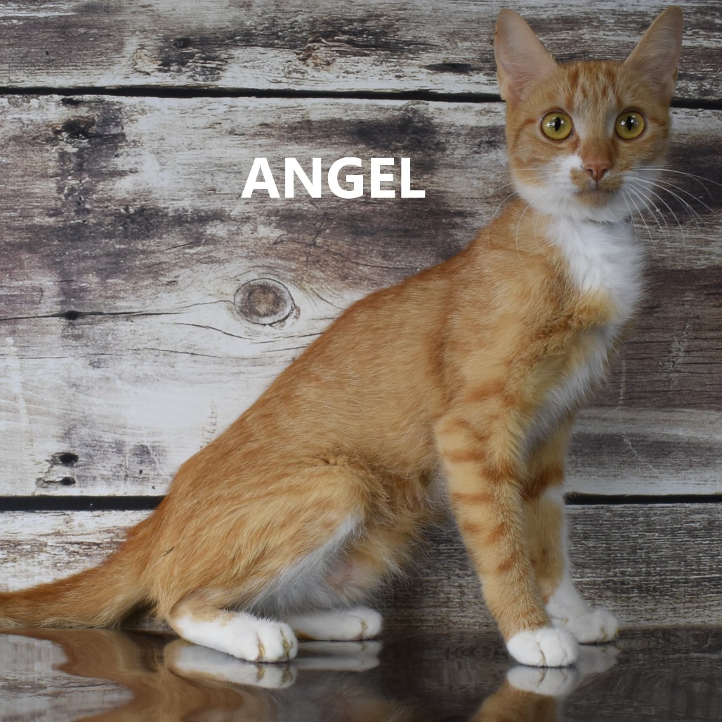 Angel