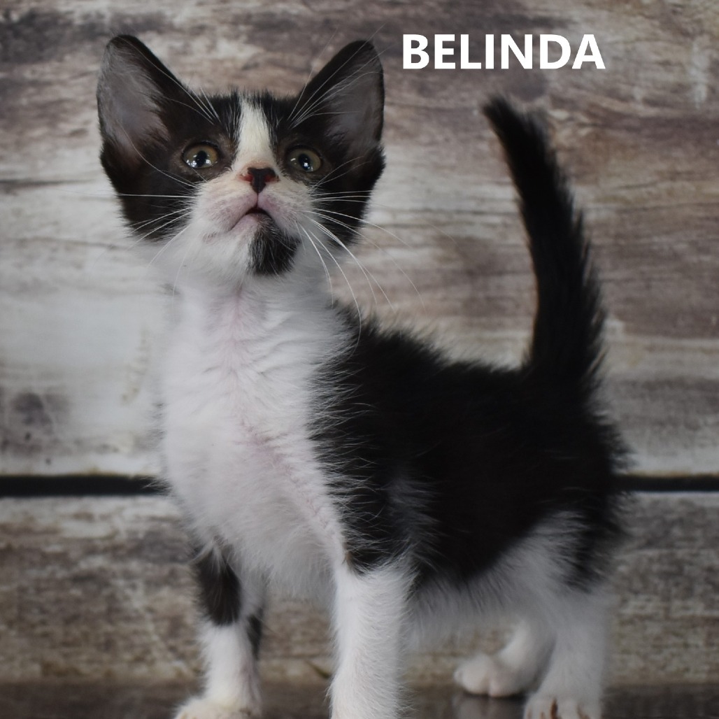 Belinda