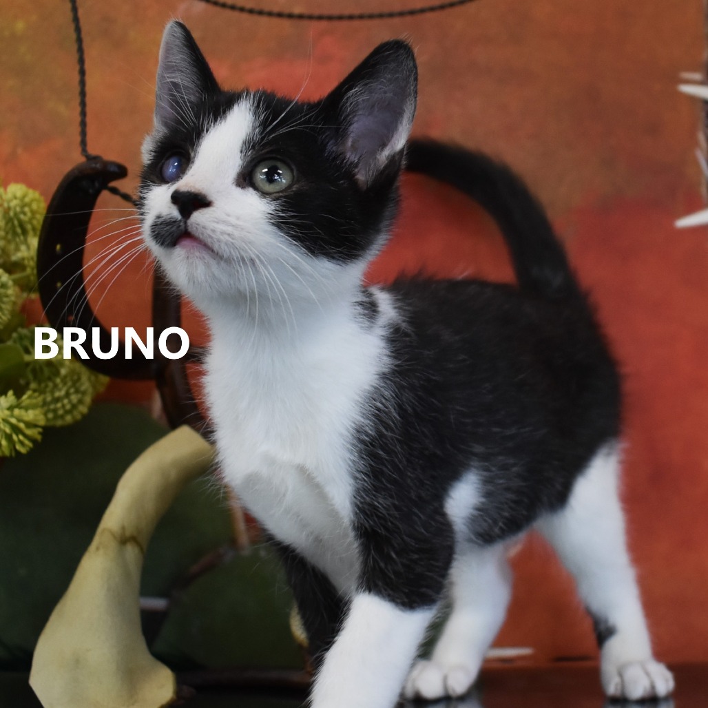 Bruno