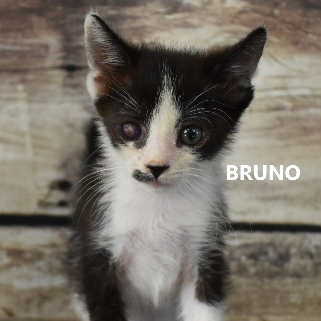 Bruno