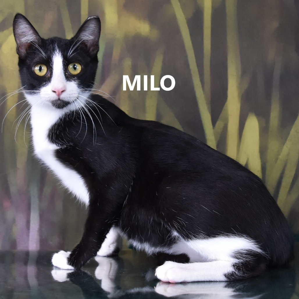 Milo