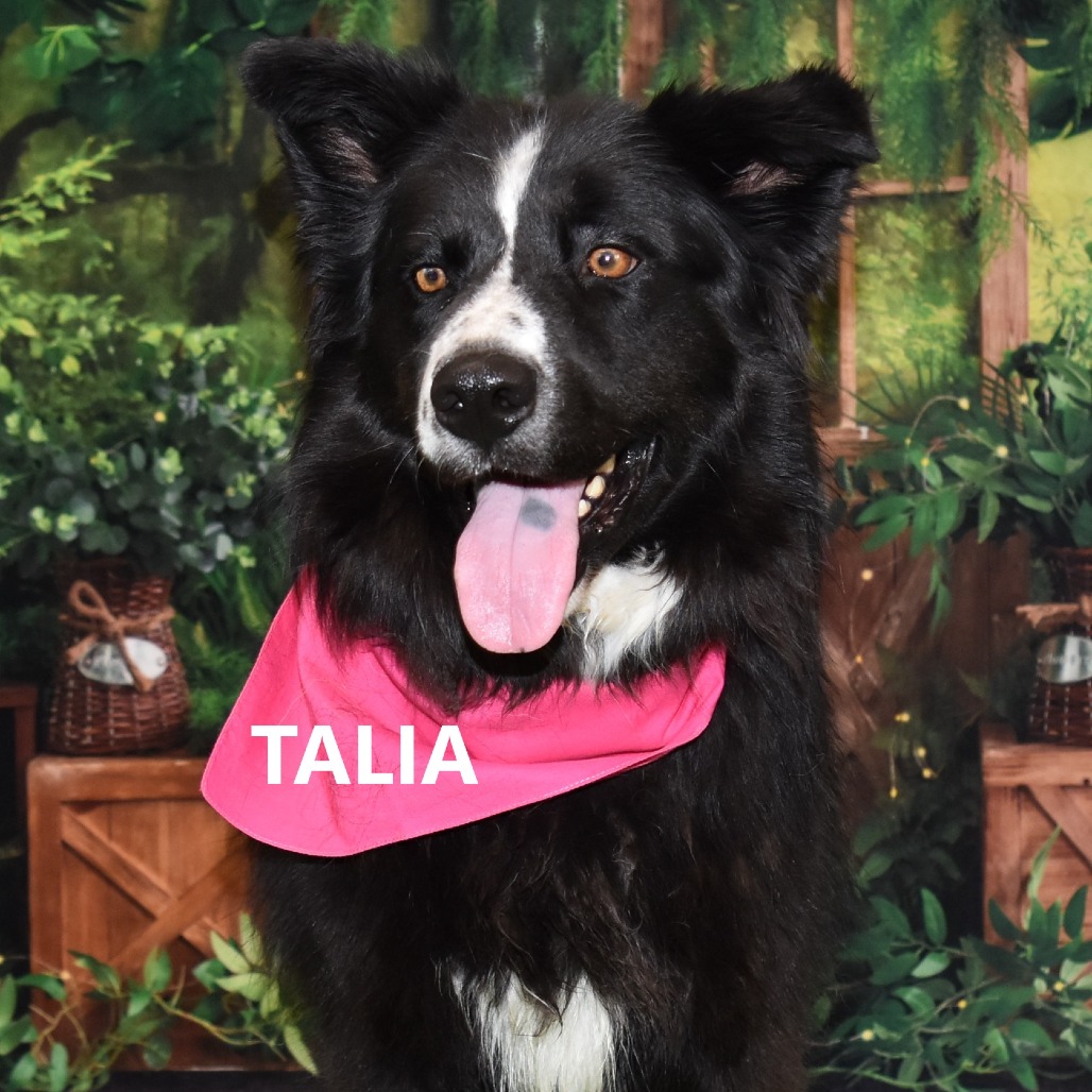 Talia 
