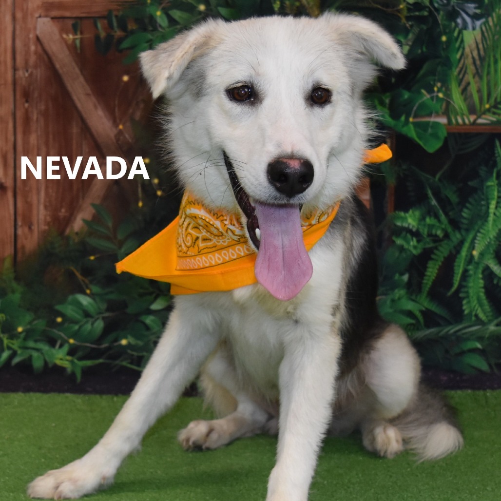 Nevada