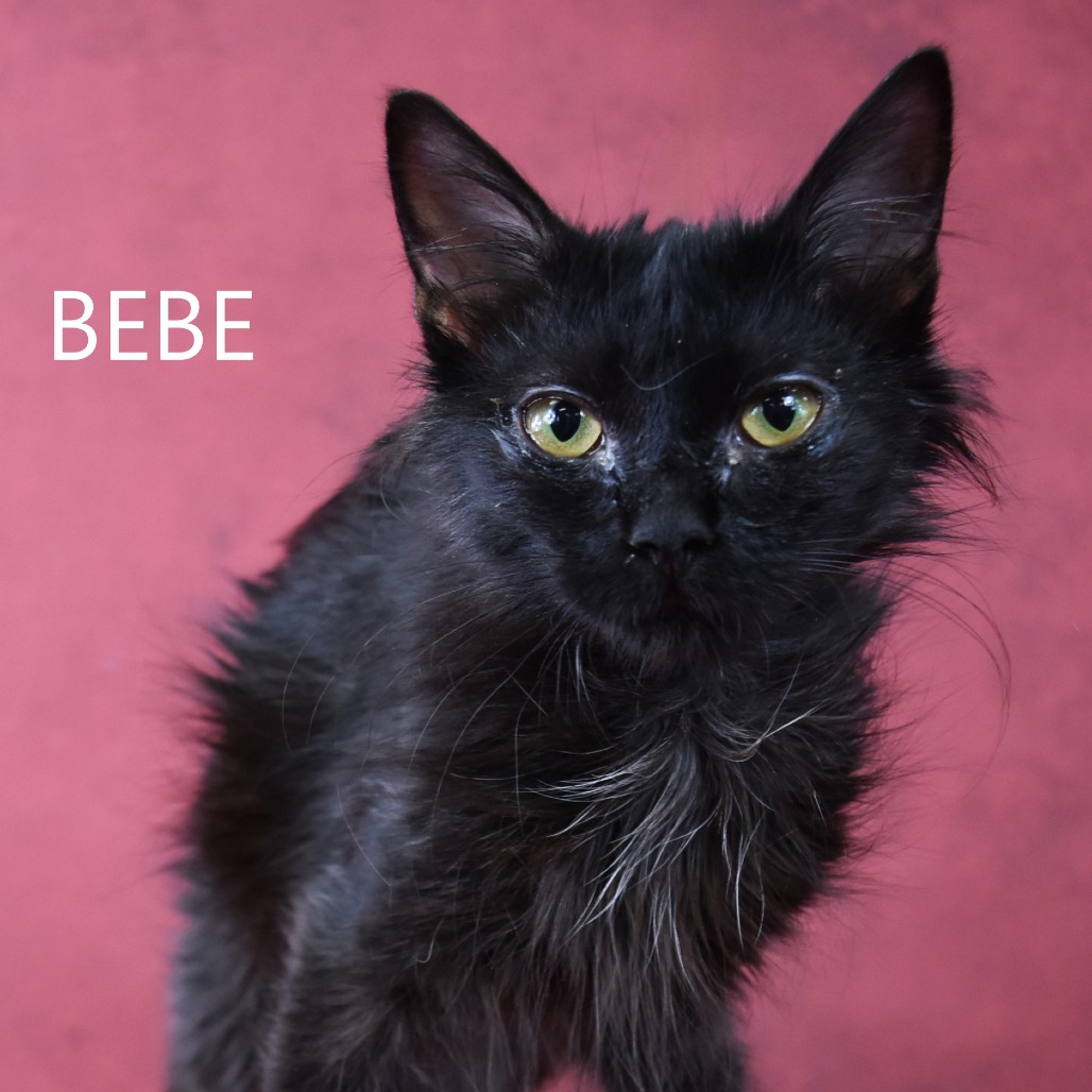 Bebe