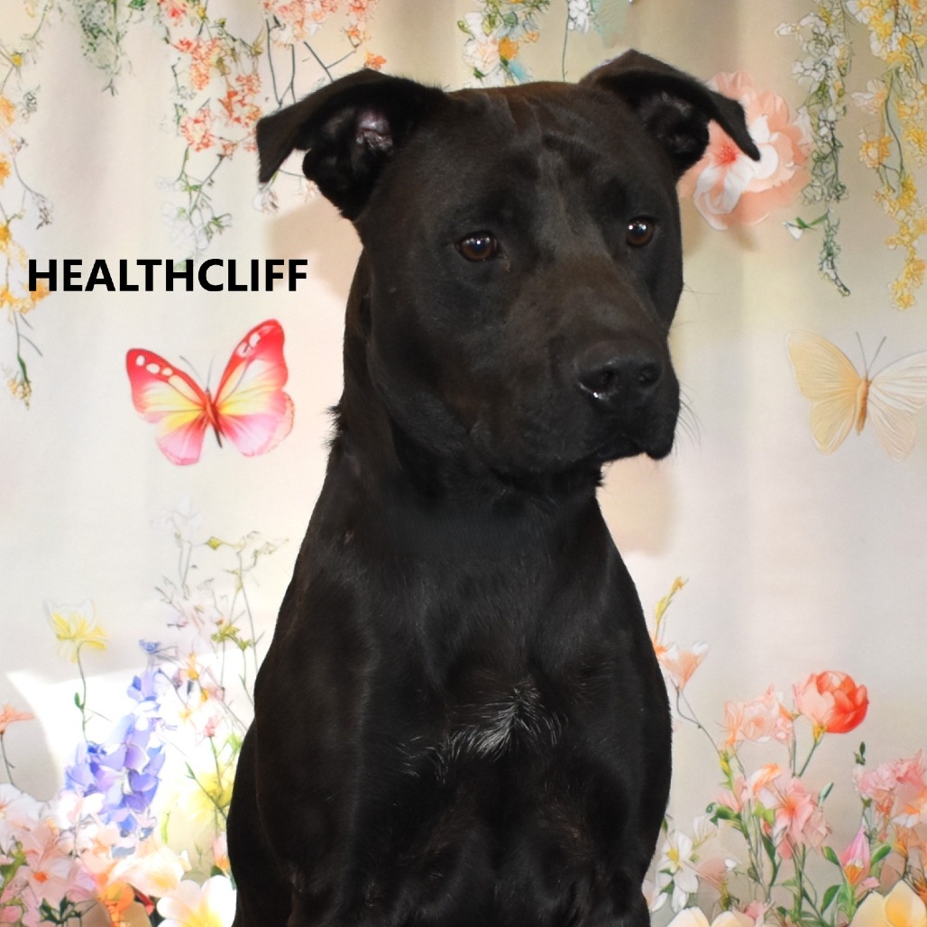 Heathcliff
