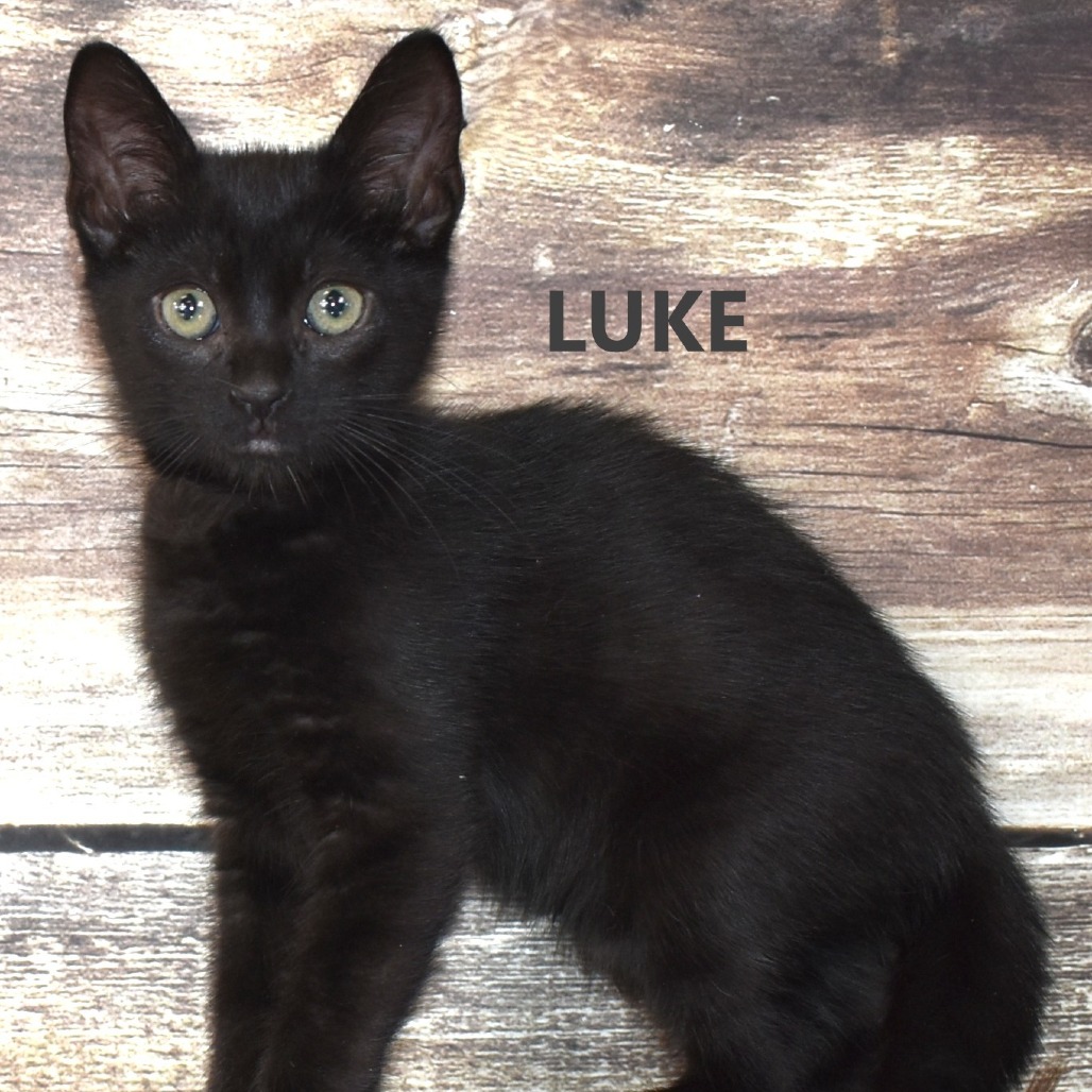 Luke