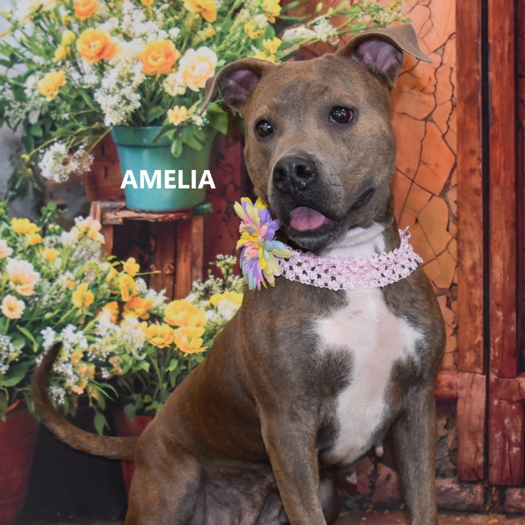 Amelia