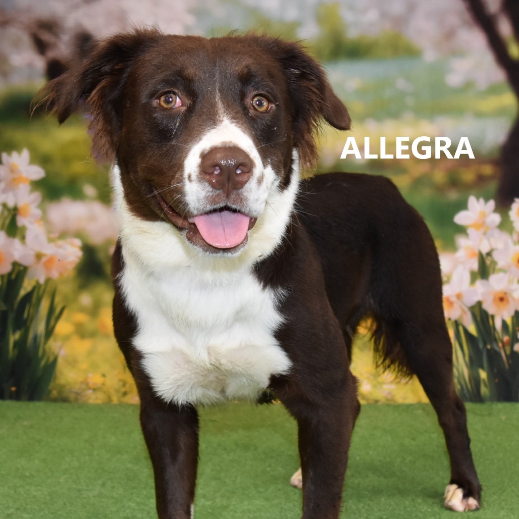 Allegra
