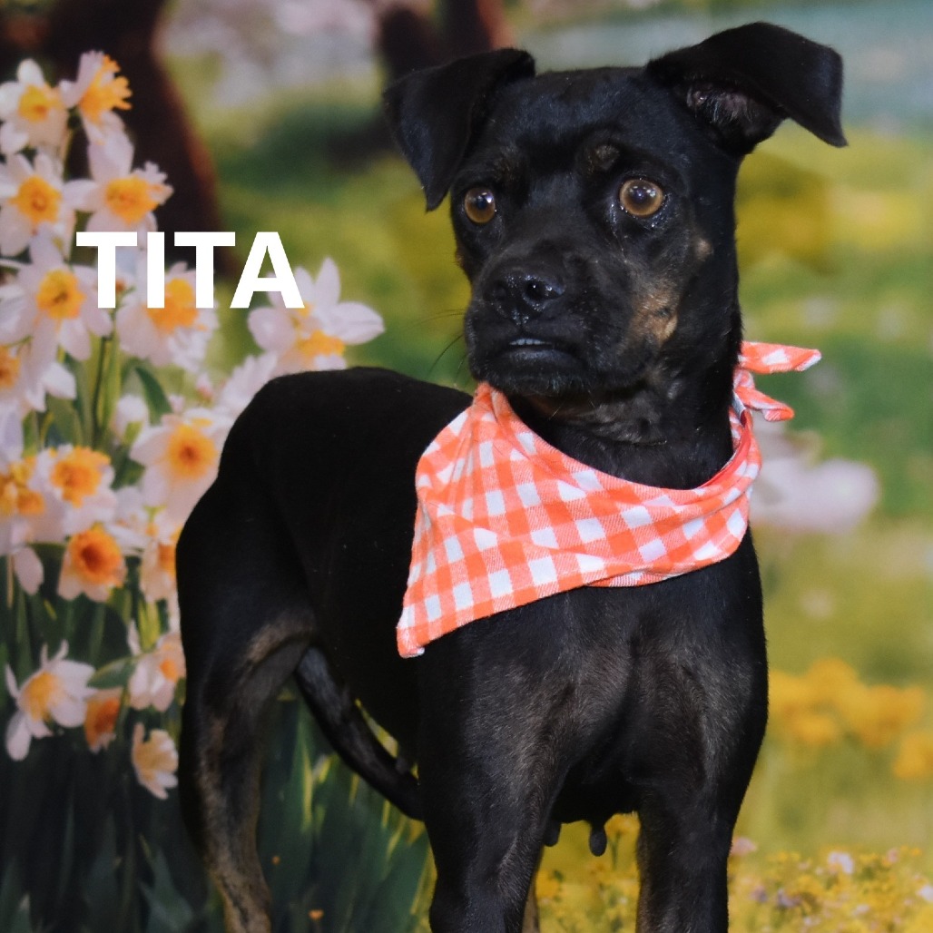 Tita