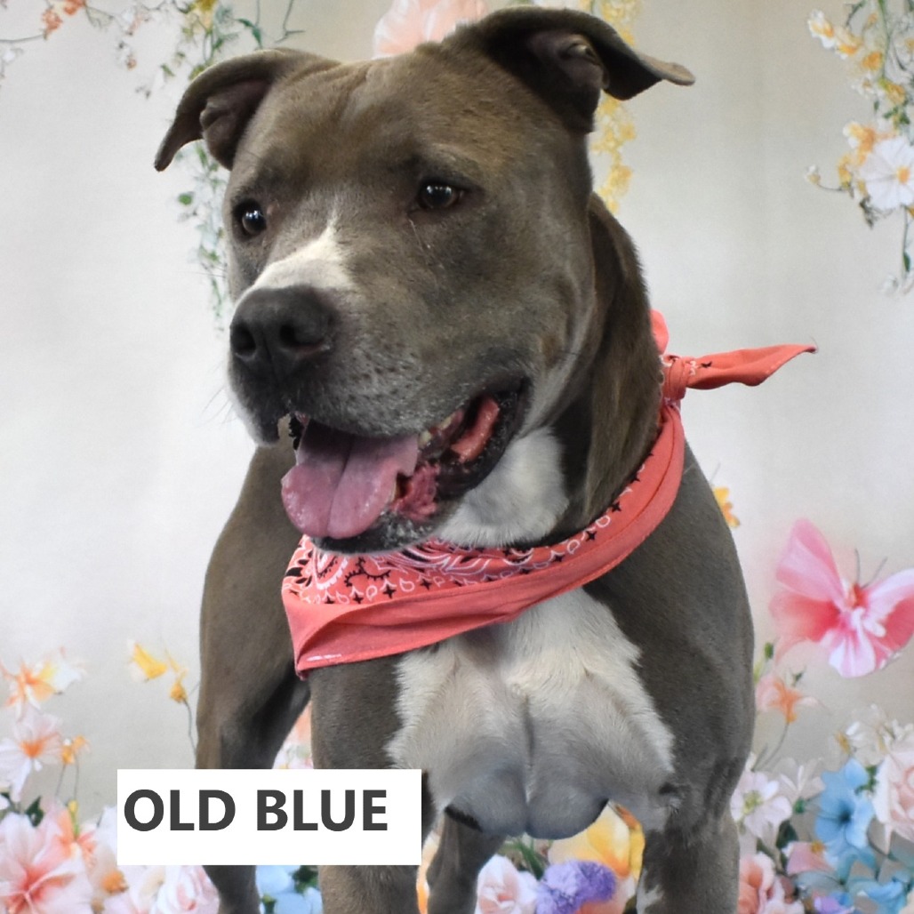 Old Blue