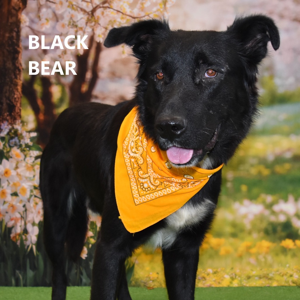 Black bear