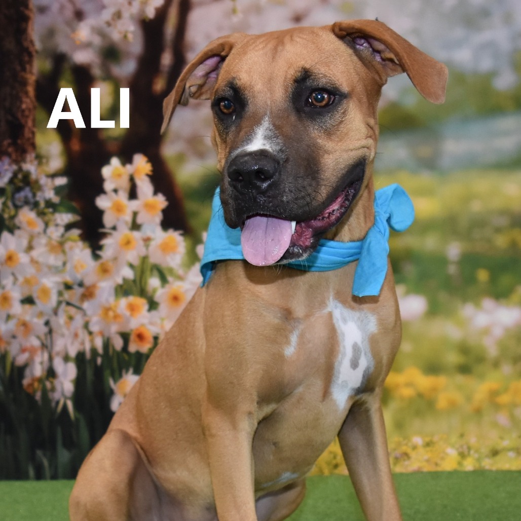 Ali 
