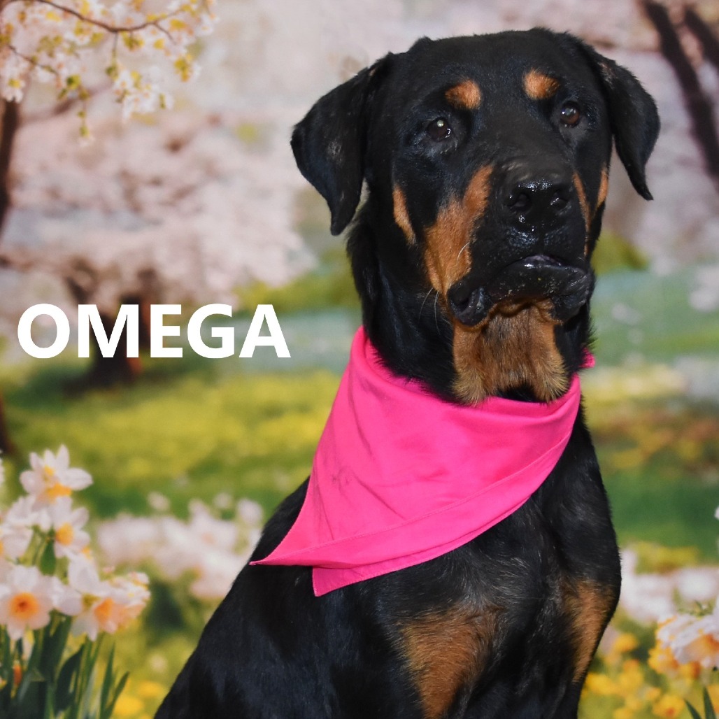 Omega 